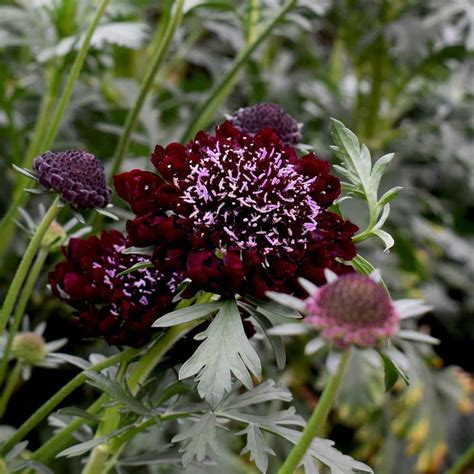 Scabiosa Purple Pincushion Drought Tolerant Garden Flower Plant Seed