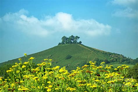 Colmers Hill Dorset Photograph By Alison Chambers Fine Art America