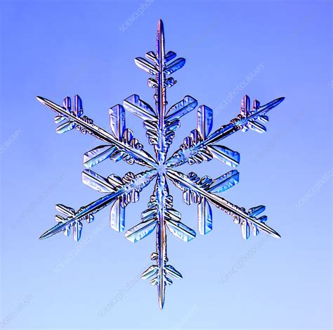 Snowflake Light Micrograph Stock Image C0232409 Science Photo