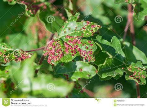 Maple Tree Infested With Gall Mites Stock Photo Image Of Aphid