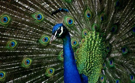 Pets: Peacock