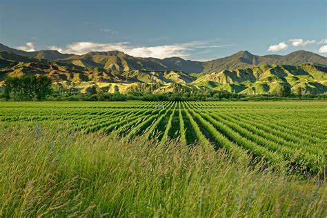 Top 5 Bucket List Worthy Wineries Near Charlottesville Va