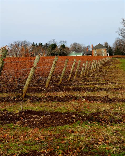 Free Images Landscape Tree Winter Fence Grape Vine Vineyard