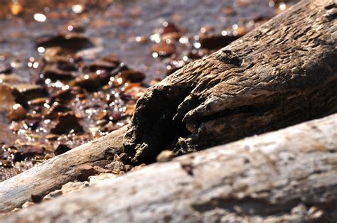 무료 이미지 경치 유목 나무 숲 집 밖의 록 작은 만 분기 목재 잎 호수 강 못 야생 생물 환경 목가적 인 흐름 시내 로그 흐르는