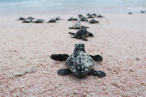 Adopt A Nest Sea Turtle Conservation Bonaire