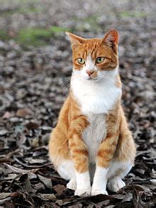 The personality of an orange tabby depends on every individual cat. Tabby cat - Wikipedia