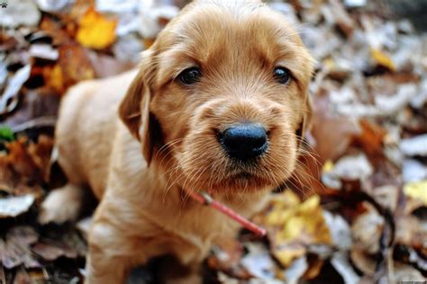 Golden Irish Puppies for Sale | Greenfield Puppies