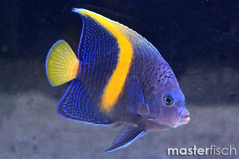 Yellowbar Angelfish Pomacanthus Maculosus Online Shop