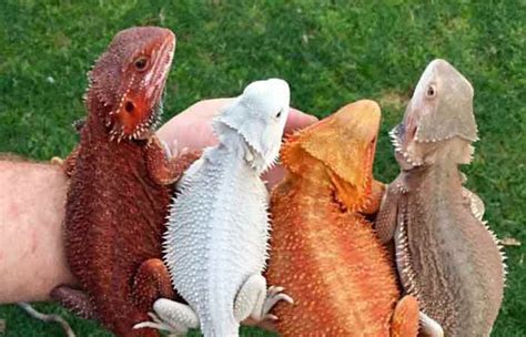 Types Of Bearded Dragons Petaddon