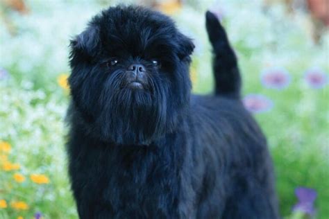 Affenpinscher Pictures Care Traits And More Dogster