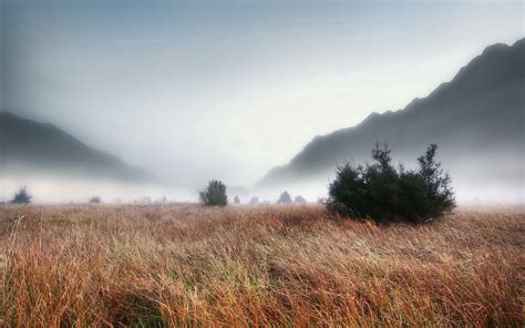 Download Wallpaper 2560x1600 Grass Faded Autumn Fir Trees Fog