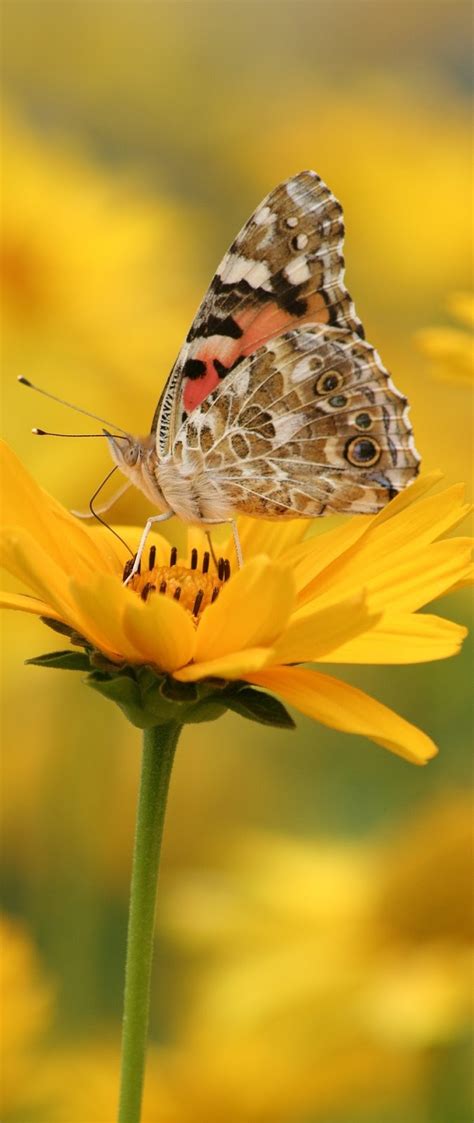 Beautiful Butterfly On A Yellow Flower About Wild Animals