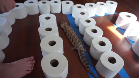 Toilet Paper Maze For Critters Youtube