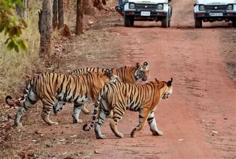Uttar Pradeshs Fourth Tiger Reserve To Come Up In Chitrakoots Ranipur