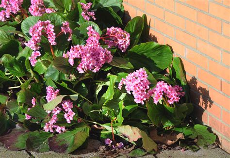 15 Best Plants For Wet Areas