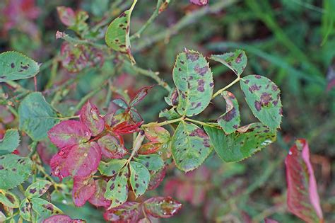 How To Identify And Treat Common Rose Diseases Gardeners Path