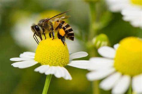 13 Lovely Perennial Flowers That Attract Bees