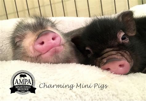 They Make Me Sleepy Charming Mini Pigs Cute Pigs Cute Piglets Mini Pigs