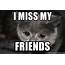 I Miss My Friends  Sad Cat Meme Generator