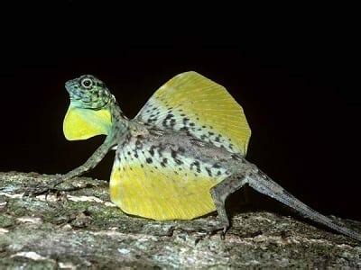 Although these lizards are not extremely difficult to care for, they aren't that easy to come by. Top 10 Weird Philippine Animals