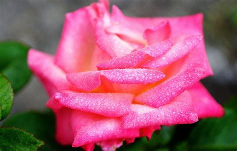 Kostenlose Foto Blume Blütenblatt Blühen Rosa Blumen Rosen