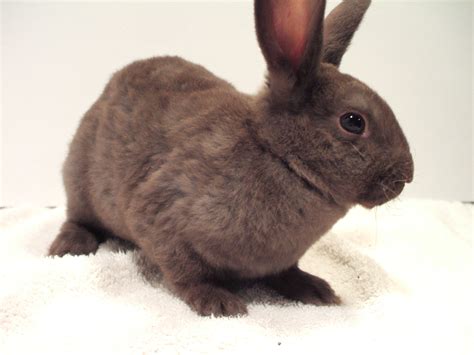 Mini Rex Bunnies May 2020 Furfoxy Rabbits