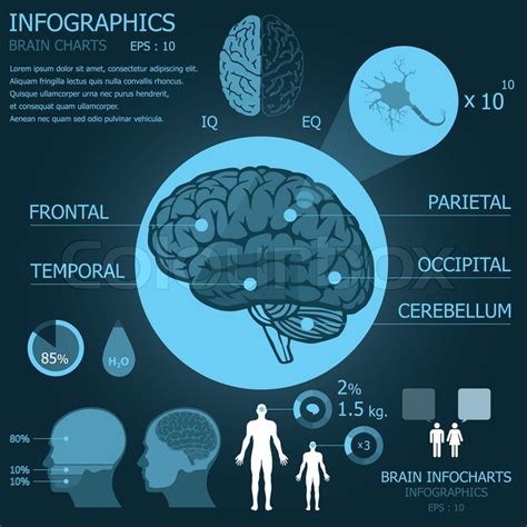 Brain Infographic Infocharts Stock Vector Colourbox