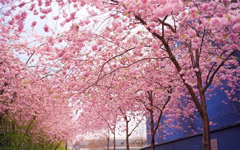 10 Top Cherry Blossom Tree Wallpaper Desktop Full Hd 1920×1080 For Pc