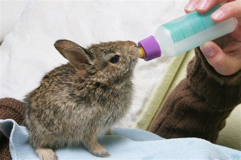 Evaporated Milk For Baby Rabbits Wallpaperhdpcred