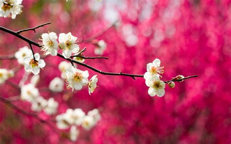 Spring Pink Tree Beauty Nature Flower Beautiful Wallpaper 2560x1600