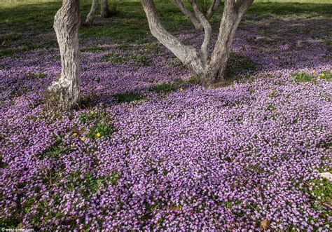 Maybe you would like to learn more about one of these? A carpet of flowers