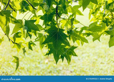 Green Leaves On A Maple Tree In Summer Stock Photo Image Of Forest