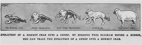 Slightly Inaccurate Evolution Of The Sheep Life Magazine June 25