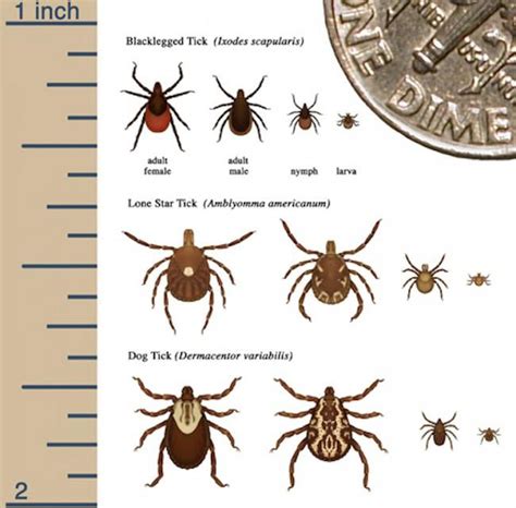 Its Tick Season—know Your Enemy Dr Judy Stone