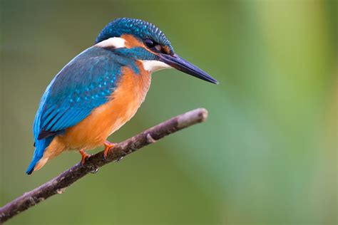 Common Kingfisher Alcedo Atthis Info Details Facts And Images