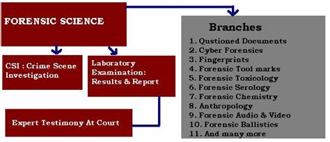 Forensic Science Two Major Branches Of Forensic Science