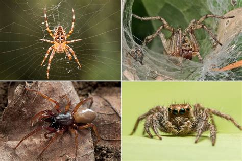 How To Spot The 14 Biting Spiders That Live In The Uk Are They
