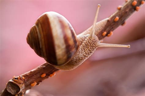 Meet The Terrestrial Snails