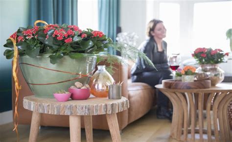 11 Jenis Tanaman Hias Bunga Cantik Untuk Indoor Dan Outdoor