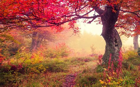Autumn Forest Wallpaper For Desktop Pixelstalknet