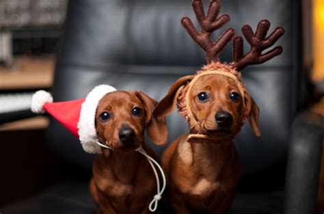Puppies In Santa Hats