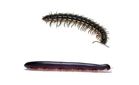 Differences Between Centipedes And Millipedes Online Science Notes