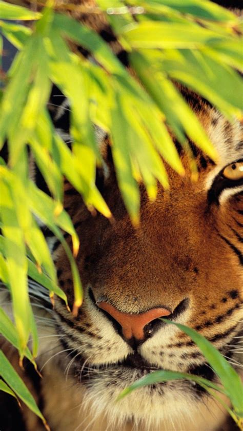 Free Download Animal Tiger Bing Background Daily Pics