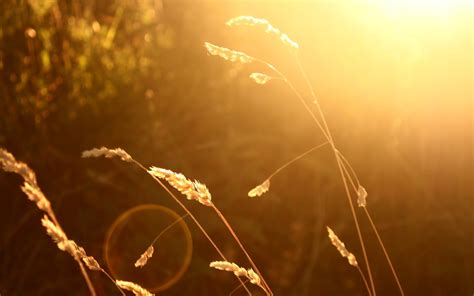 White Wheat Wheat Sunlight Blurred Nature Hd Wallpaper Wallpaper