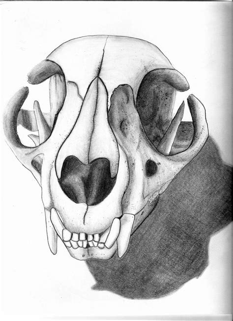 Animal Skull Sketch By Nicollemariemiller On Deviantart
