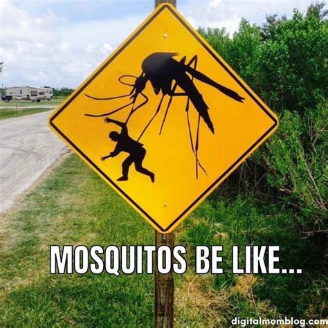 Funny Mosquito Memes Memes Birthday Meme Funny Summer Memes
