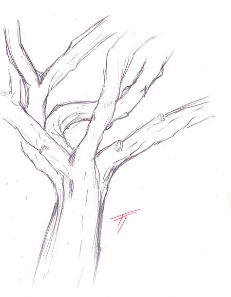 Tree Trunk Drawing At Getdrawings Free Download