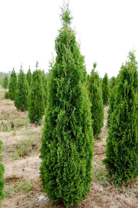 Thuja Occidentalis Degroots Spire Arborvitae Evergreen 8 12