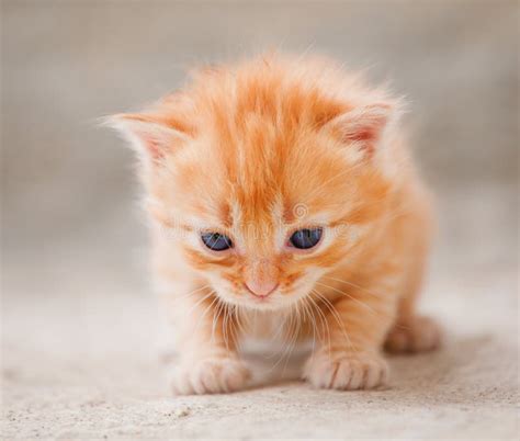Small Red Kitten Stock Image Image Of Kitten Cute Whiskers 9937459