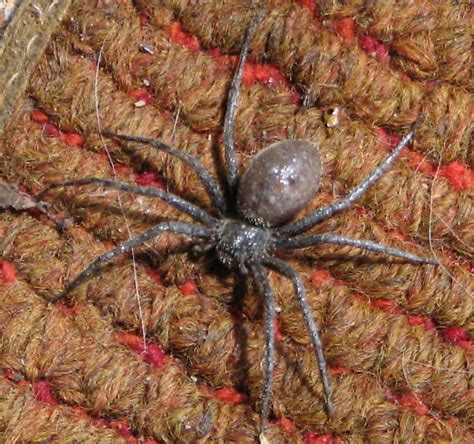 Big Brown Spider In Minnesota Bugguidenet